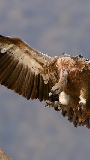 吃哈密瓜喉咙痒截图4