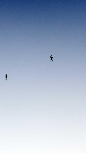 吃佛手瓜有什么好处截图2