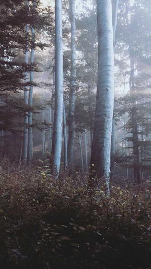 吃哈密瓜会过敏吗截图3