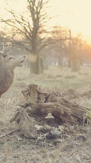 孕妇吃哈密瓜上火吗截图4
