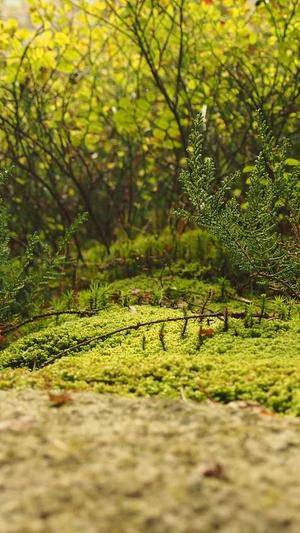 狗头萝莉黑料截图2