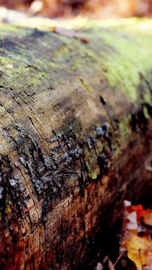 吃瓜表情包合集截图3